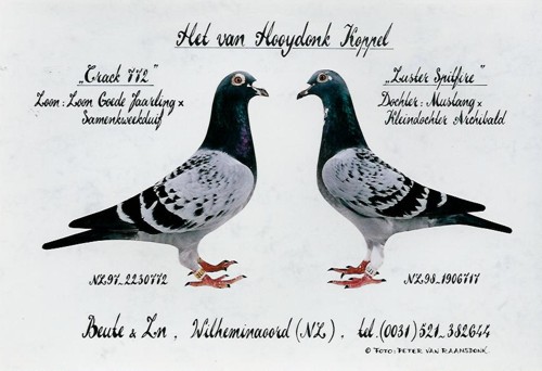 Listonose
